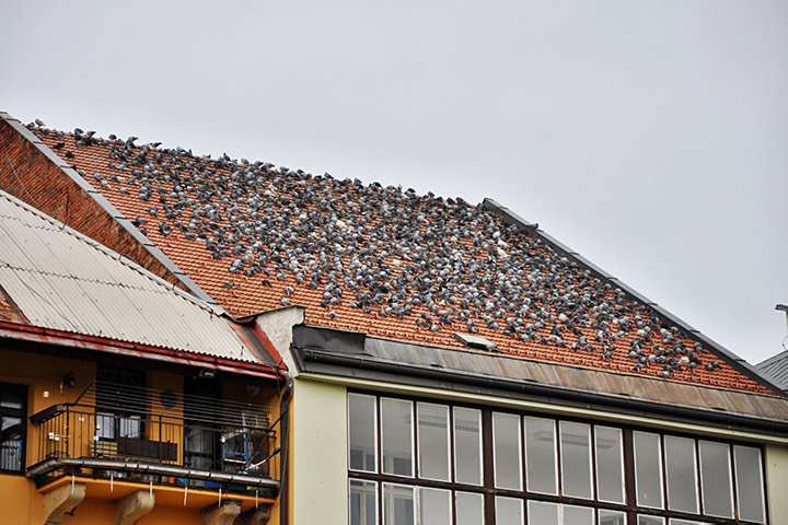 A2B Pest Control are able to install spikes to deter birds from roofs in Spelthorne. 
