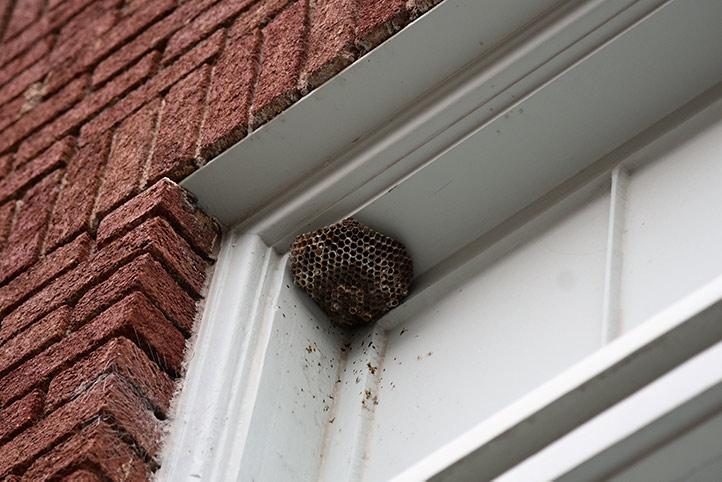 We provide a wasp nest removal service for domestic and commercial properties in Spelthorne.